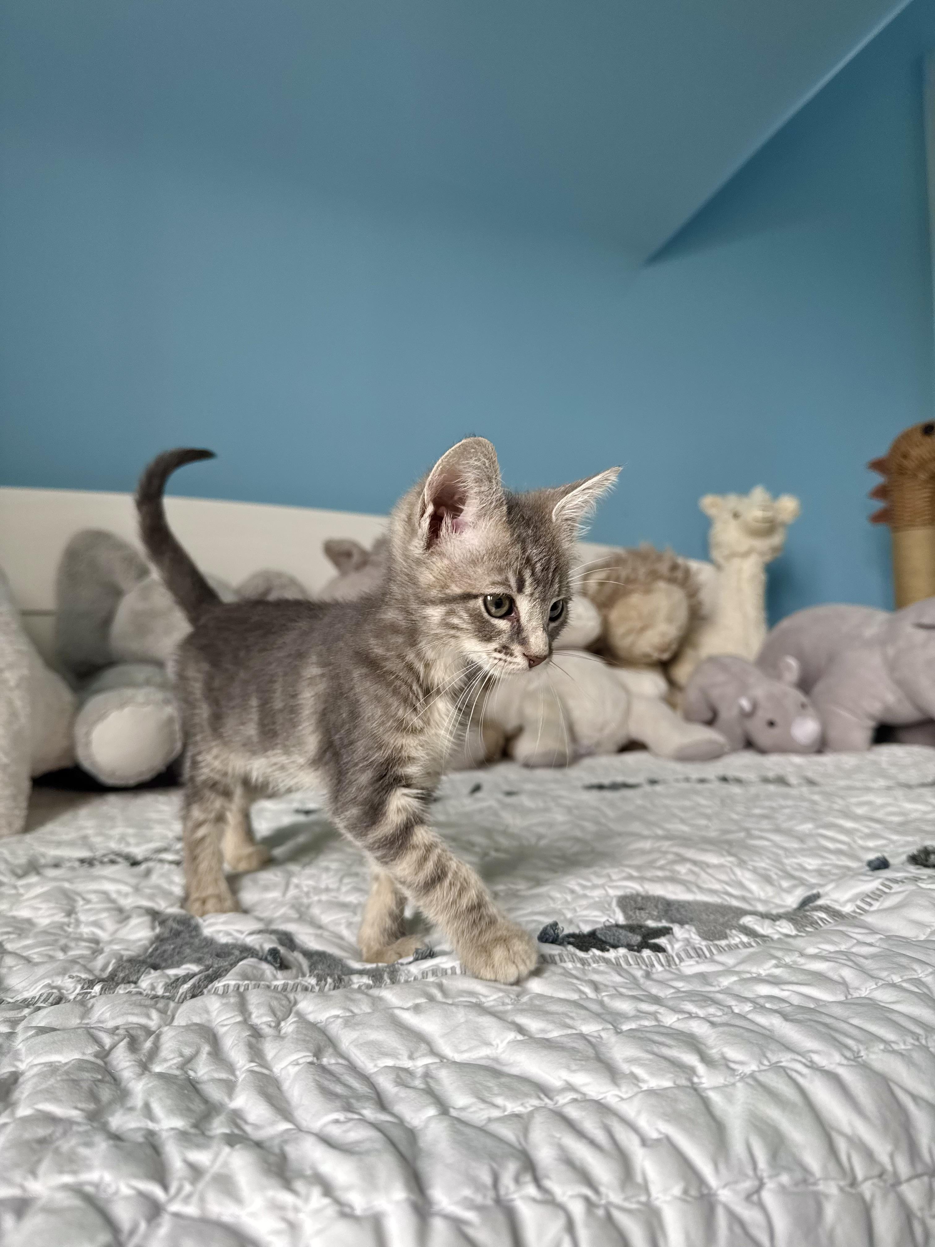 Focaccia, a ADOPTABLE Domestic Short Hair in Ramsey, NJ image 2/6