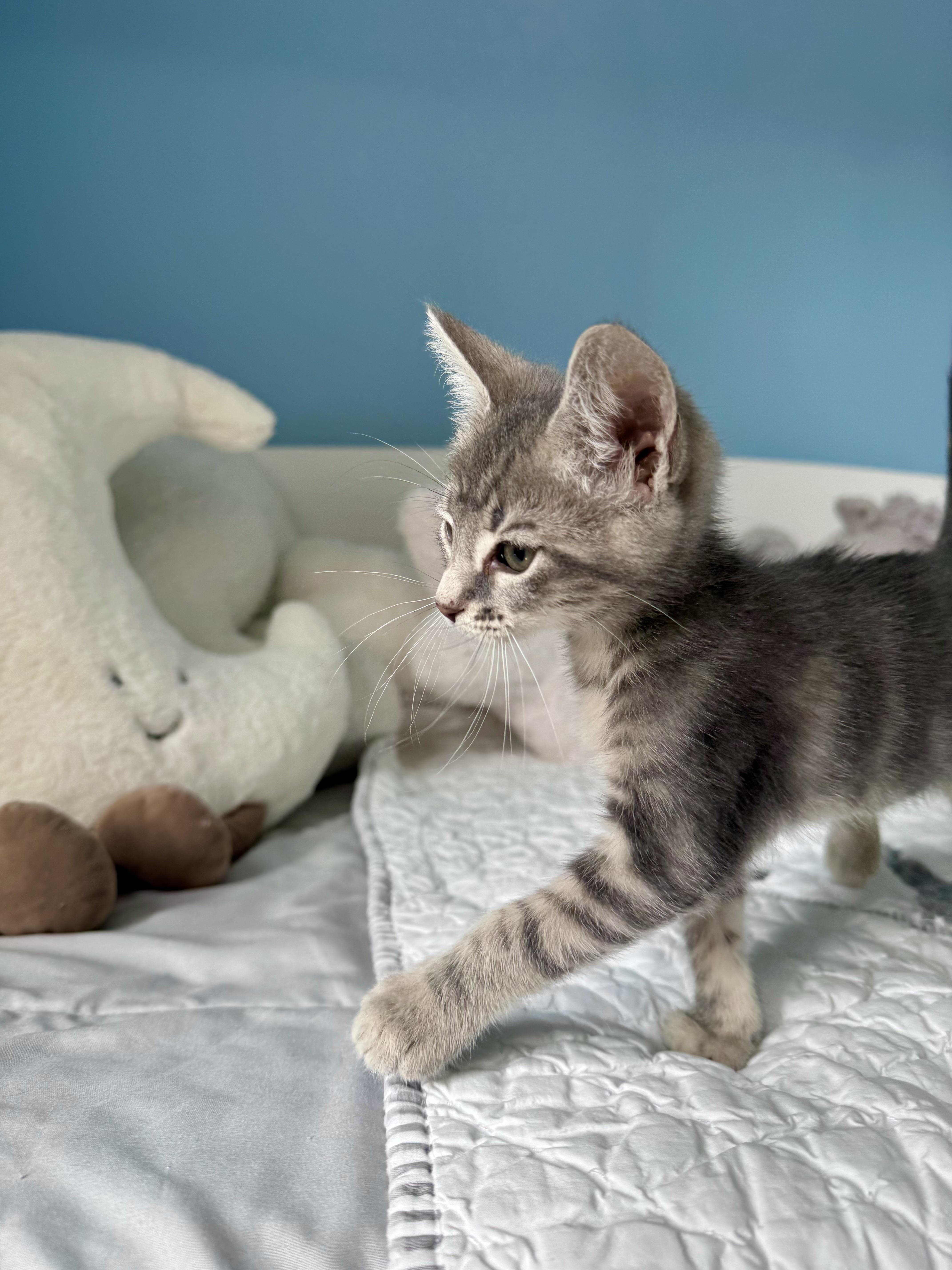 Focaccia, a ADOPTABLE Domestic Short Hair in Ramsey, NJ image 4/6