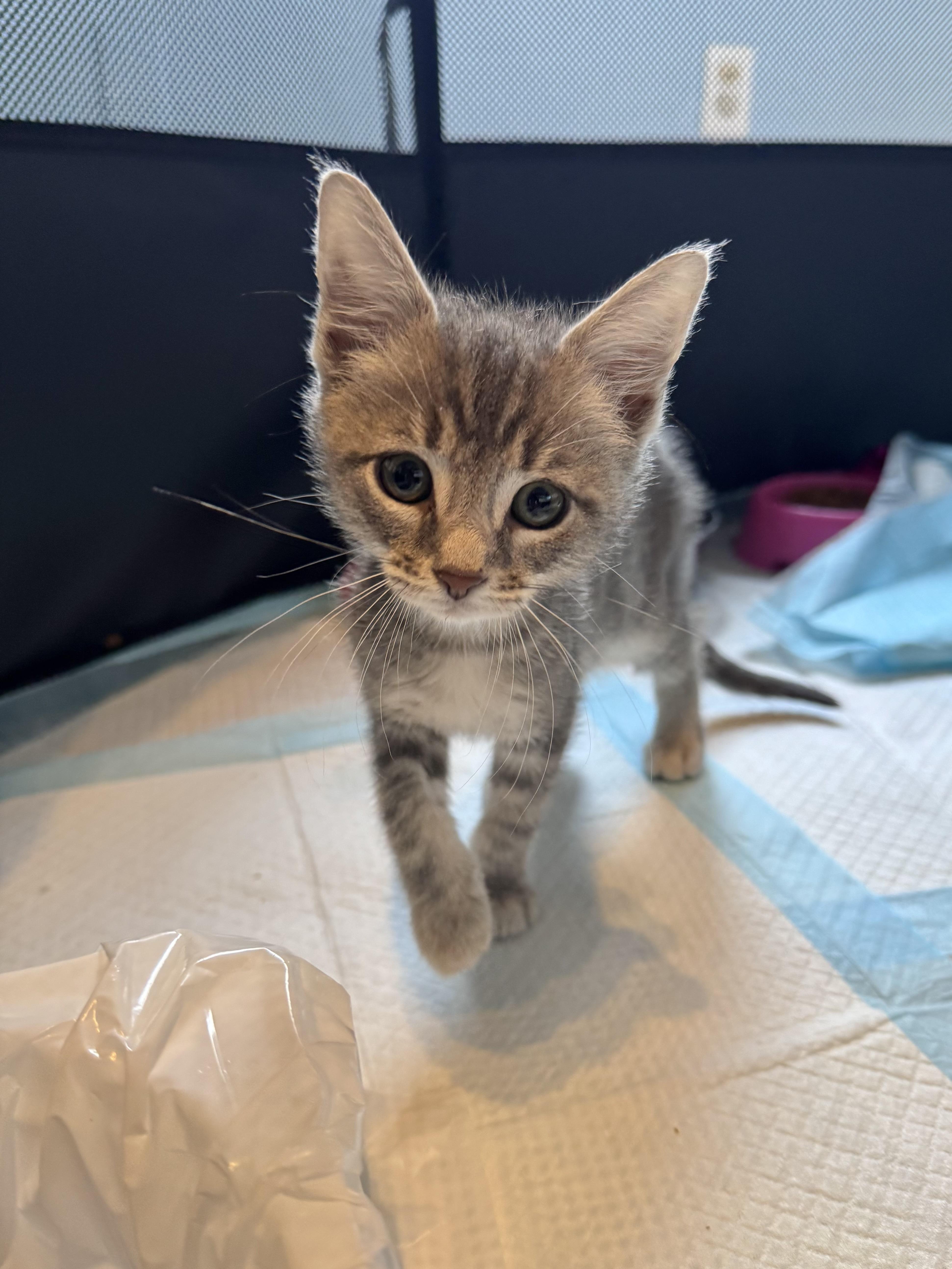 Focaccia, ADOPTABLE, Kitten Male Domestic Short Hair.