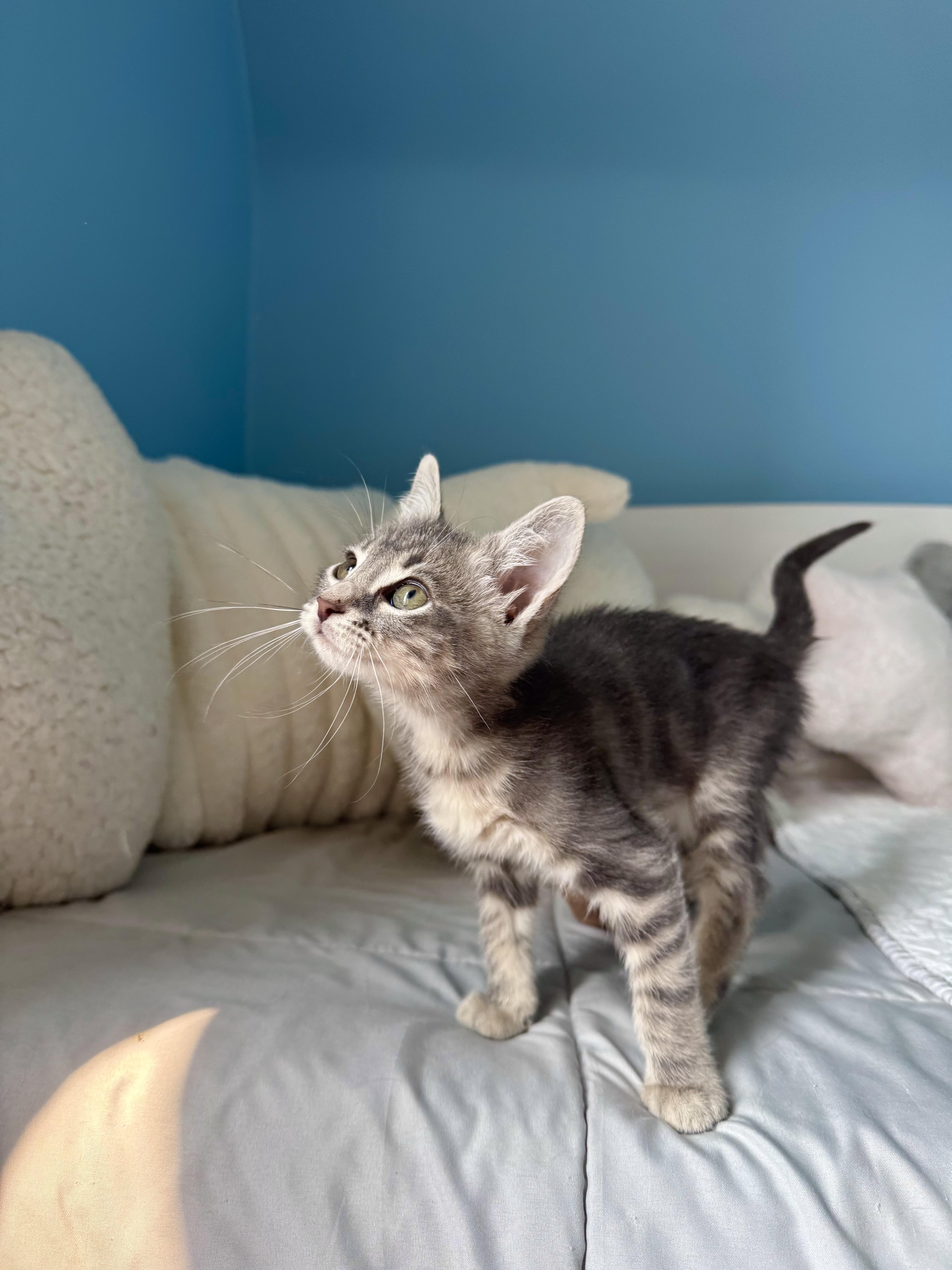 Focaccia, a ADOPTABLE Domestic Short Hair in Ramsey, NJ image 5/6