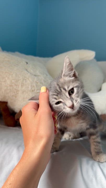 Enlarge Focaccia, a ADOPTABLE Domestic Short Hair in Ramsey, NJ video 6/6