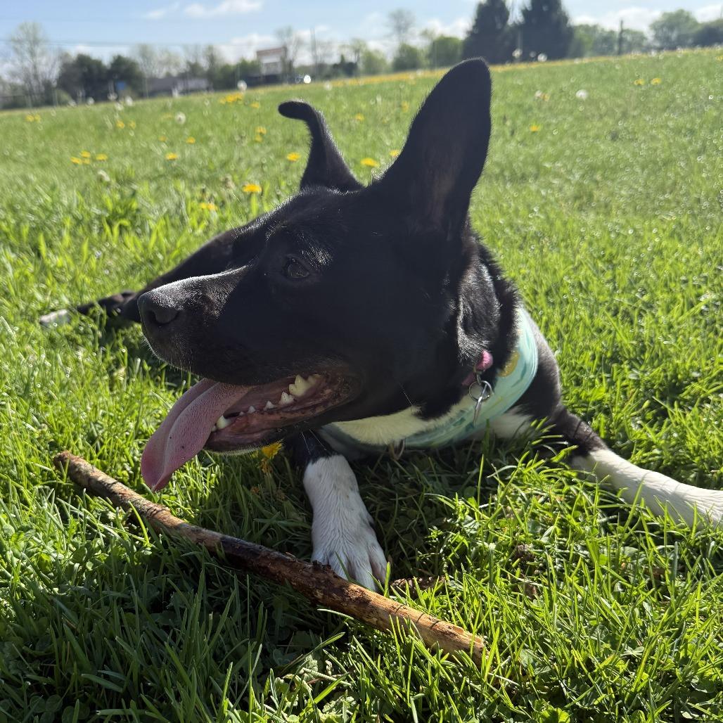 Wynetta, Adoptable, Young Female Border Collie & Terrier.