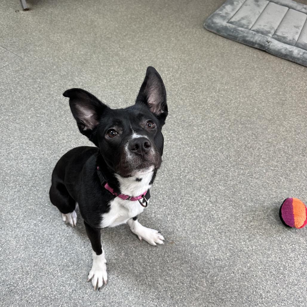 Enlarge Wynetta, a Adoptable mixed breed in Delaware, OH image 2/6