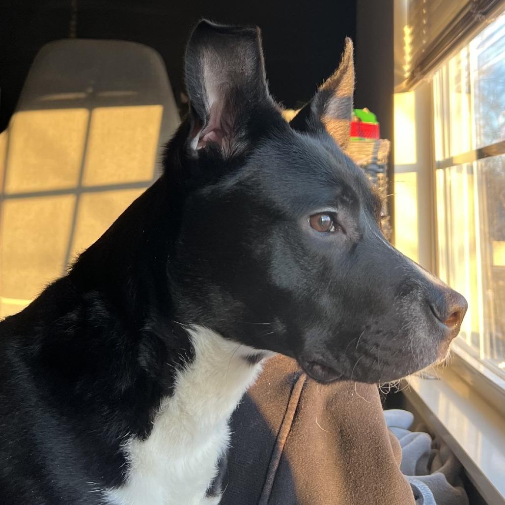 Enlarge Wynetta, a Adoptable mixed breed in Delaware, OH image 3/6