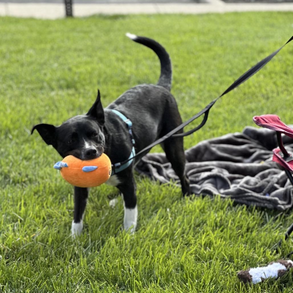 Wynetta, a Adoptable mixed breed in Delaware, OH image 3/6