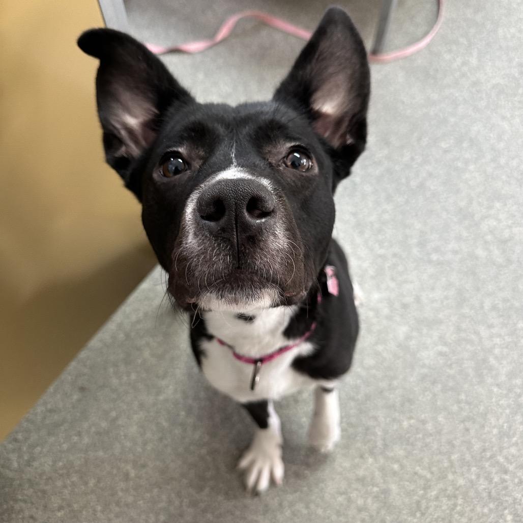 Enlarge Wynetta, a Adoptable mixed breed in Delaware, OH image 4/6