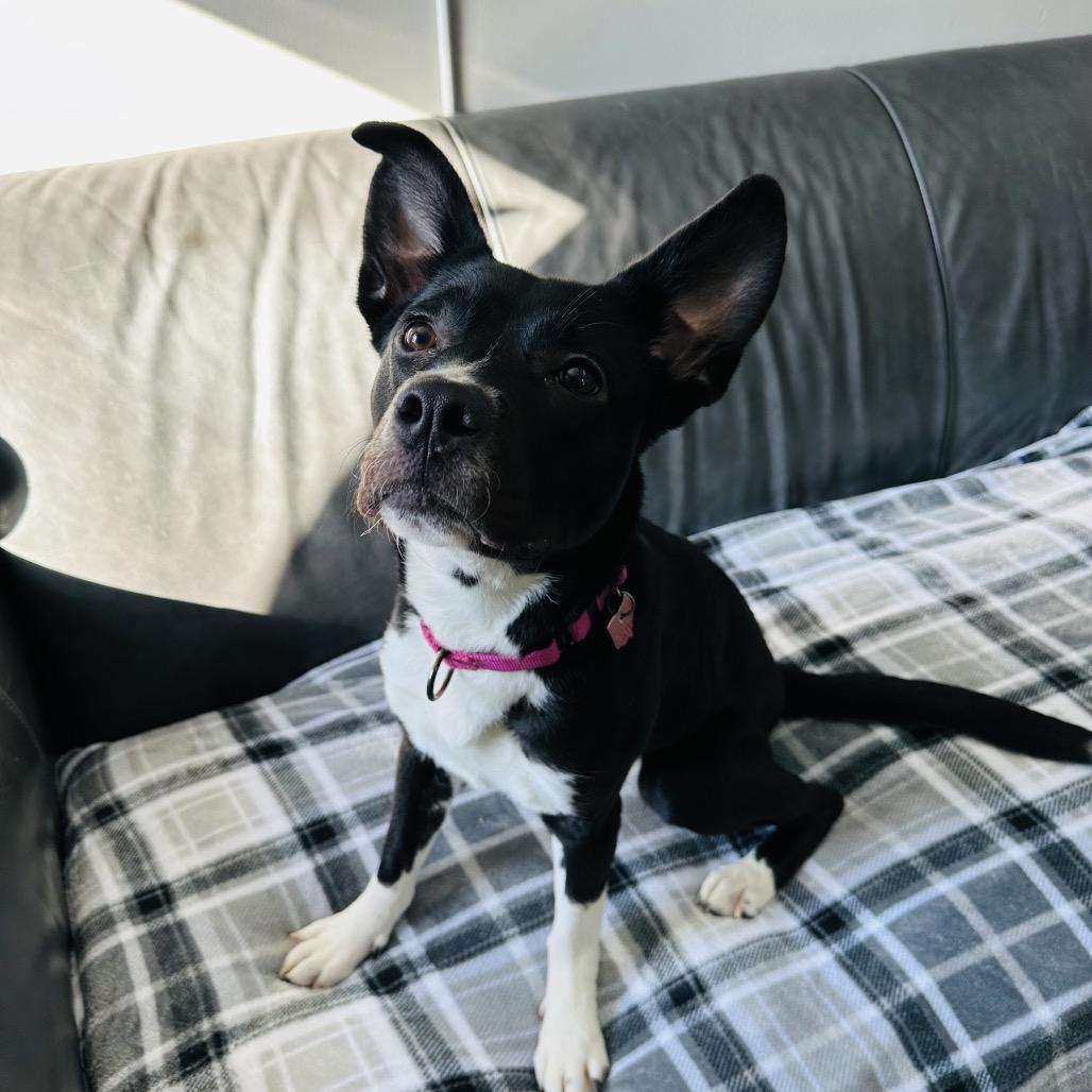 Enlarge Wynetta, a Adoptable mixed breed in Delaware, OH image 5/6