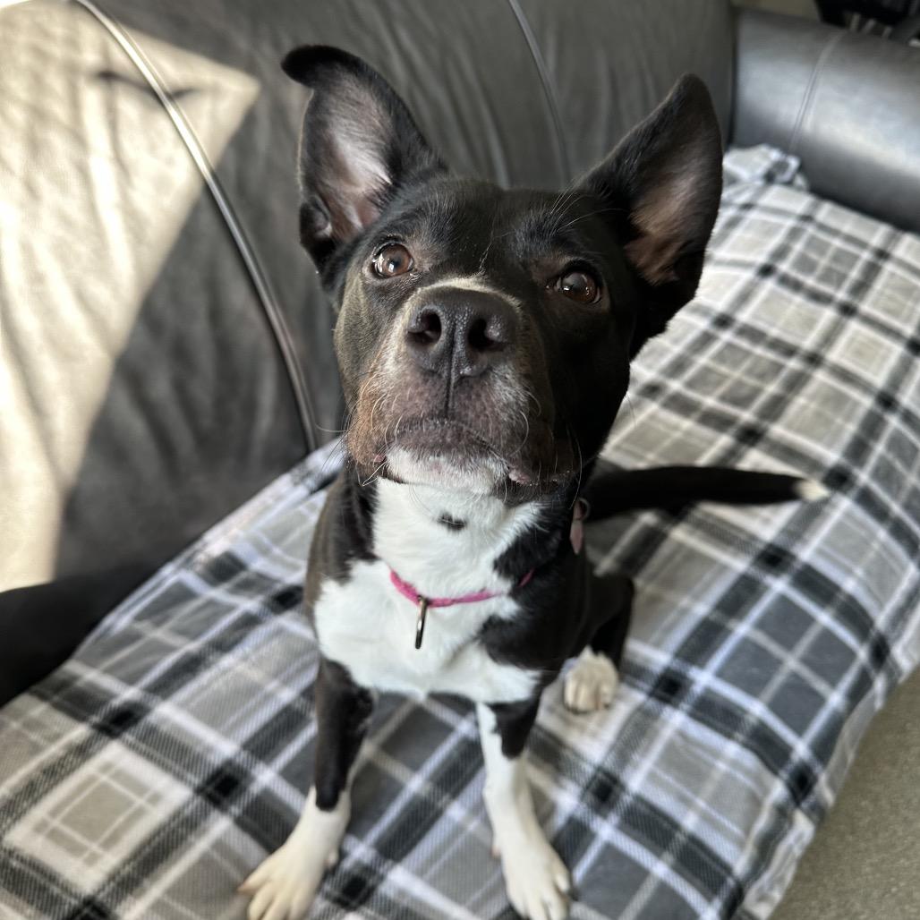 Enlarge Wynetta, a Adoptable mixed breed in Delaware, OH image 6/6