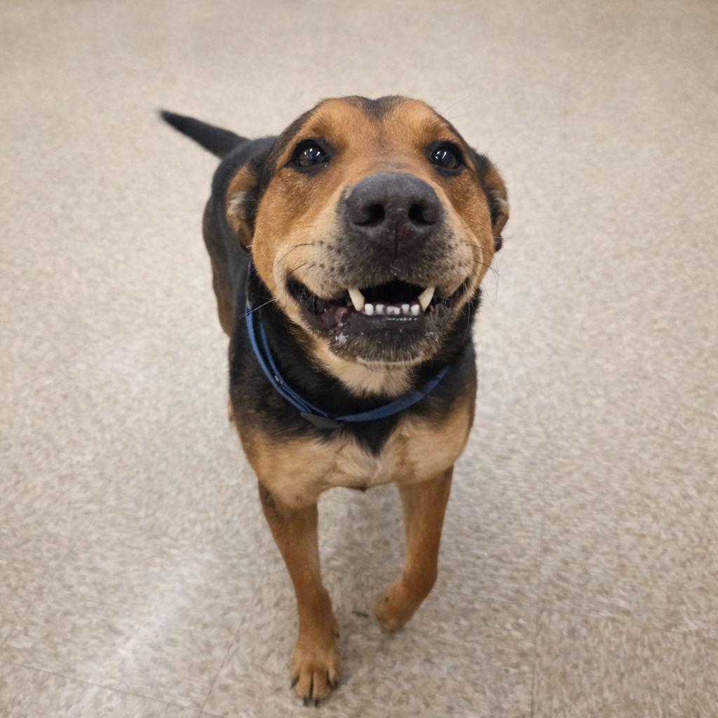 Enlarge Cooper, a Adoptable mixed breed in Plain City, OH image 1/6