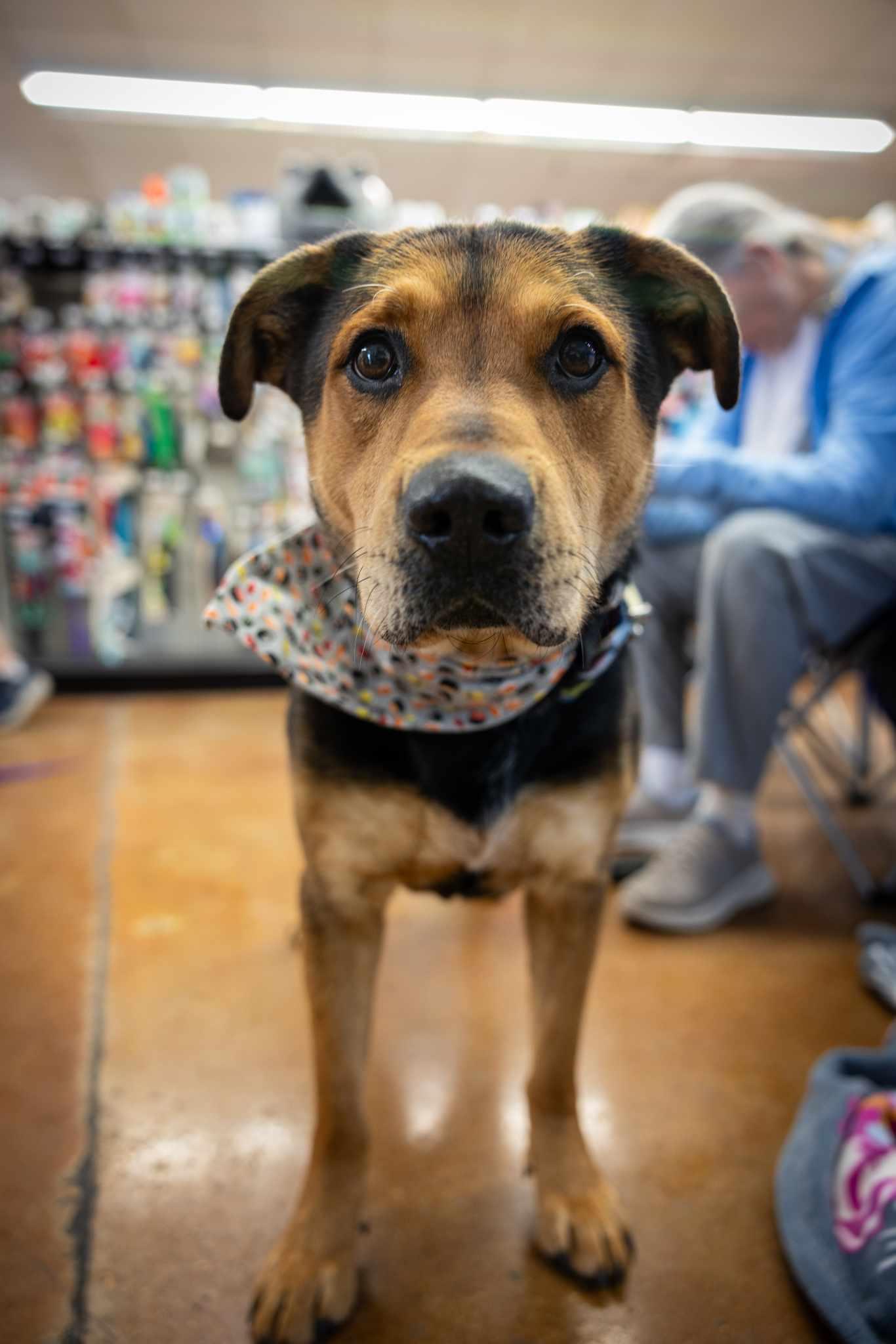 Cooper — thumbnail 3