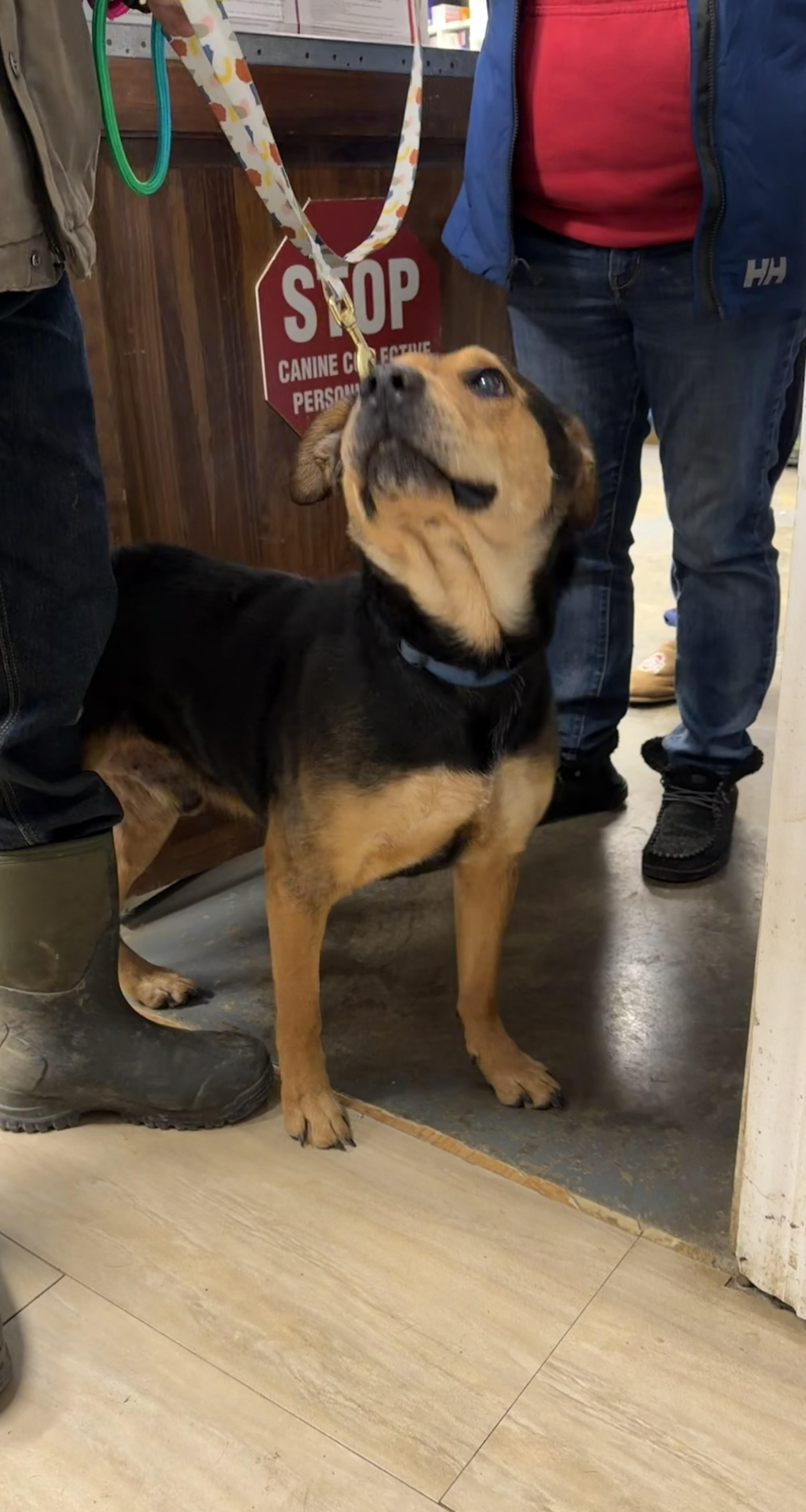 Enlarge Cooper, a Adoptable mixed breed in Plain City, OH image 3/6