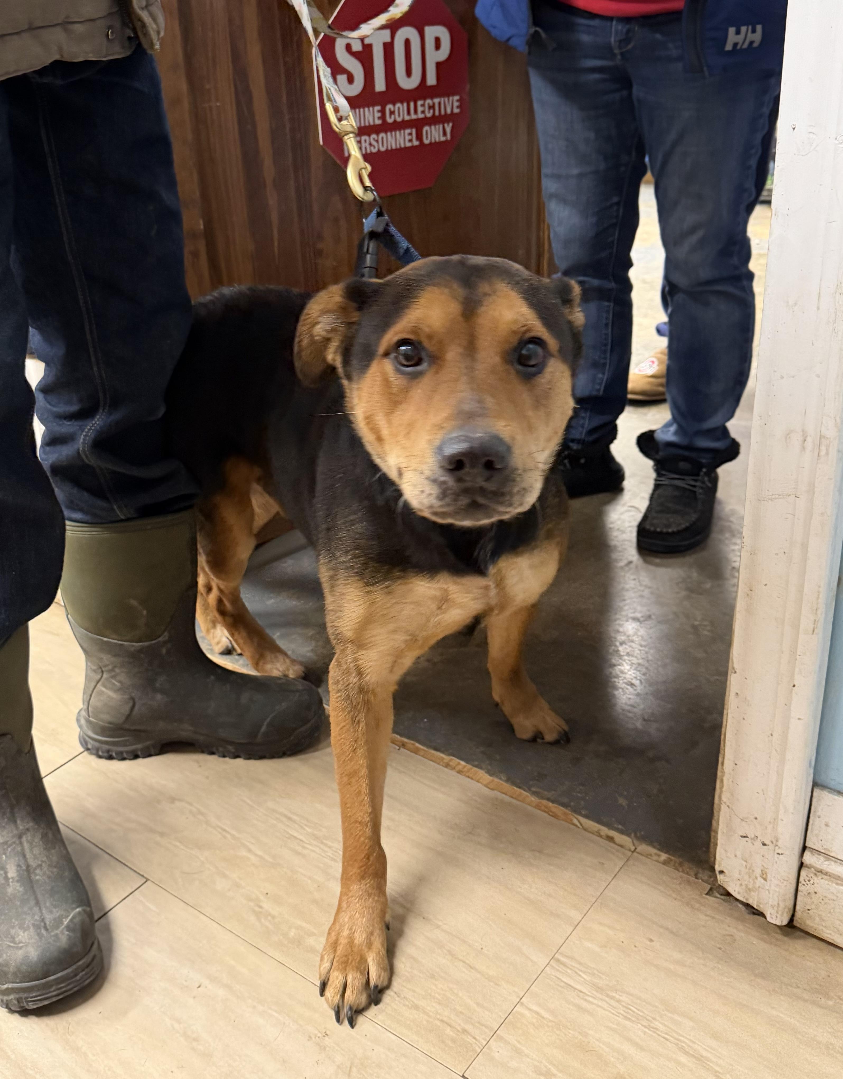 Enlarge Cooper, a Adoptable mixed breed in Plain City, OH image 4/6