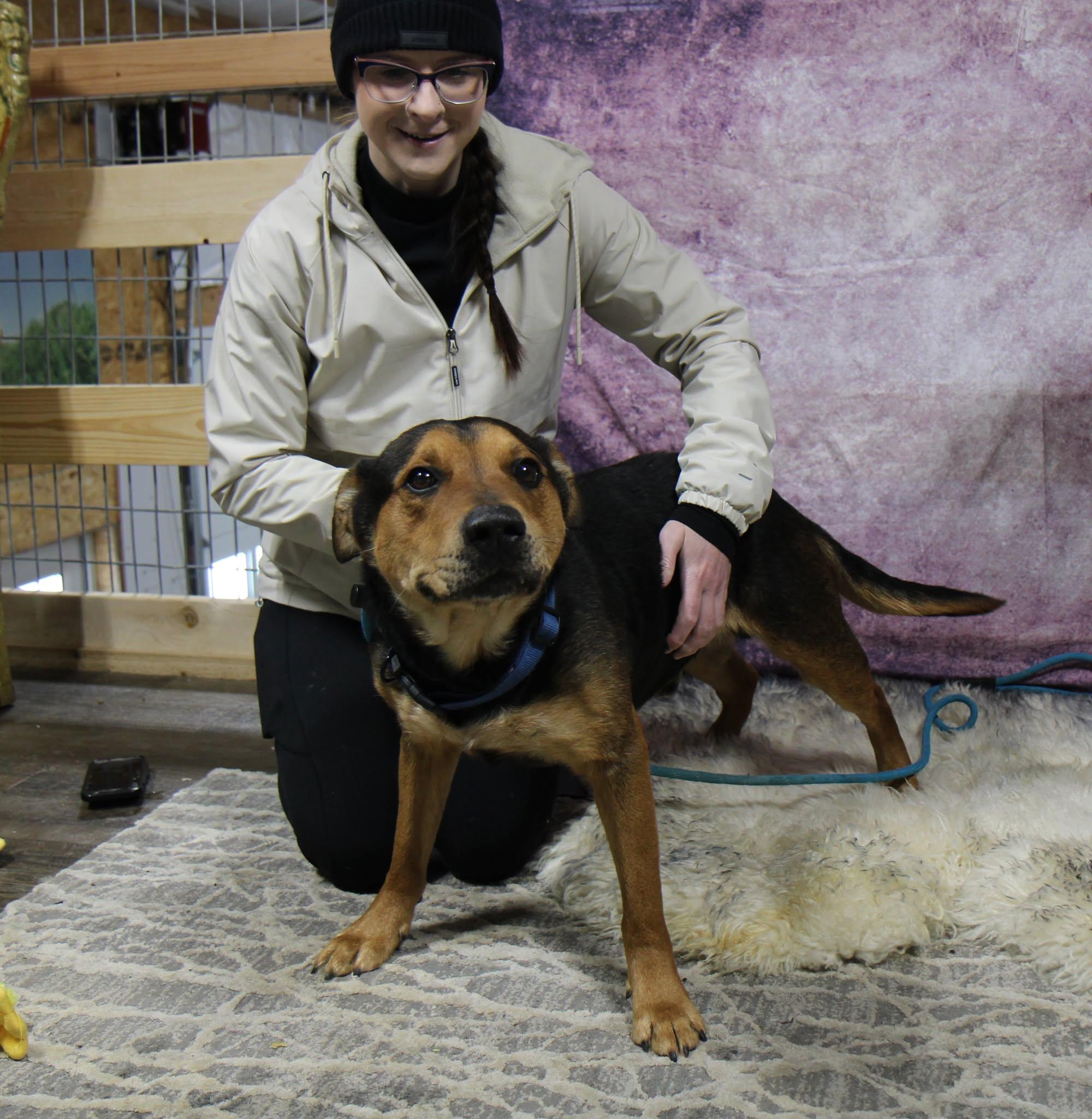 Enlarge Cooper, a Adoptable mixed breed in Plain City, OH image 5/6