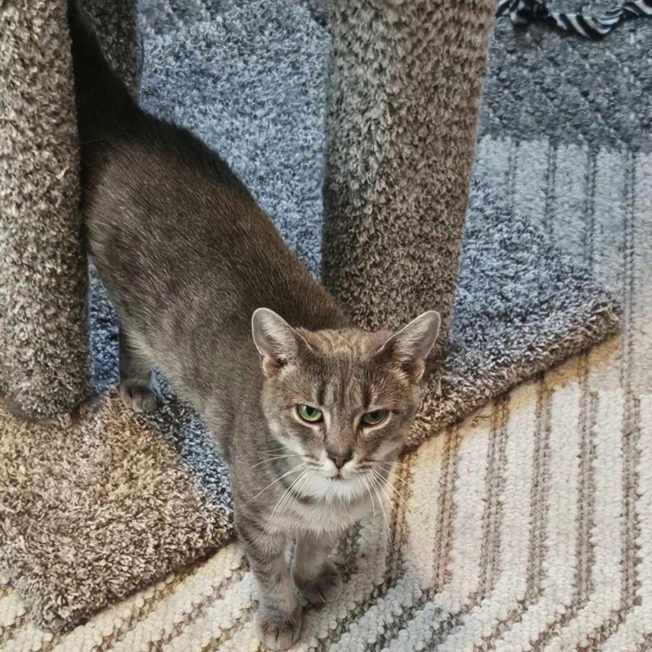 Enlarge Alexandra, a Adoptable Domestic Short Hair in Rochester, NY image 1/2