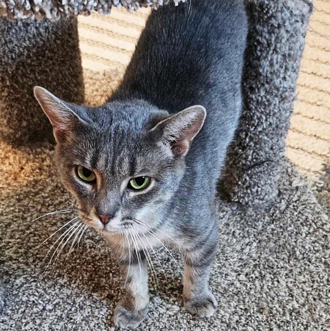 Enlarge Alexandra, a Adoptable Domestic Short Hair in Rochester, NY image 2/2