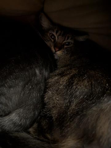 Enlarge REYNA, a Adoptable Domestic Short Hair in San Martin, CA image 1/1