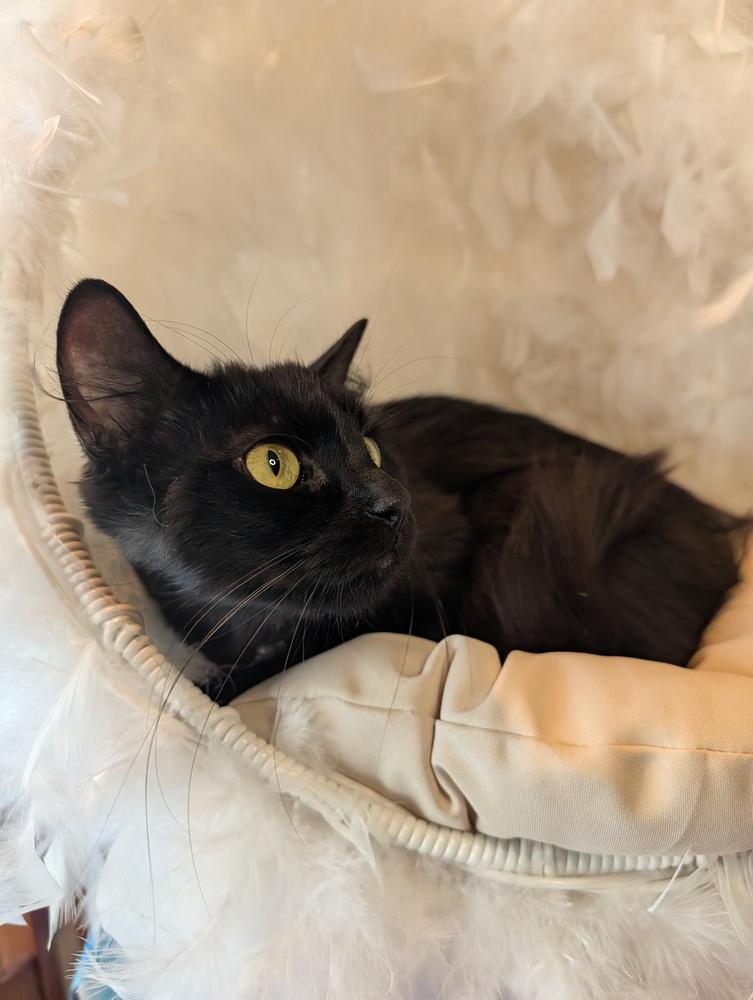 Fluffy, Adoptable, Adult Female Domestic Long Hair.