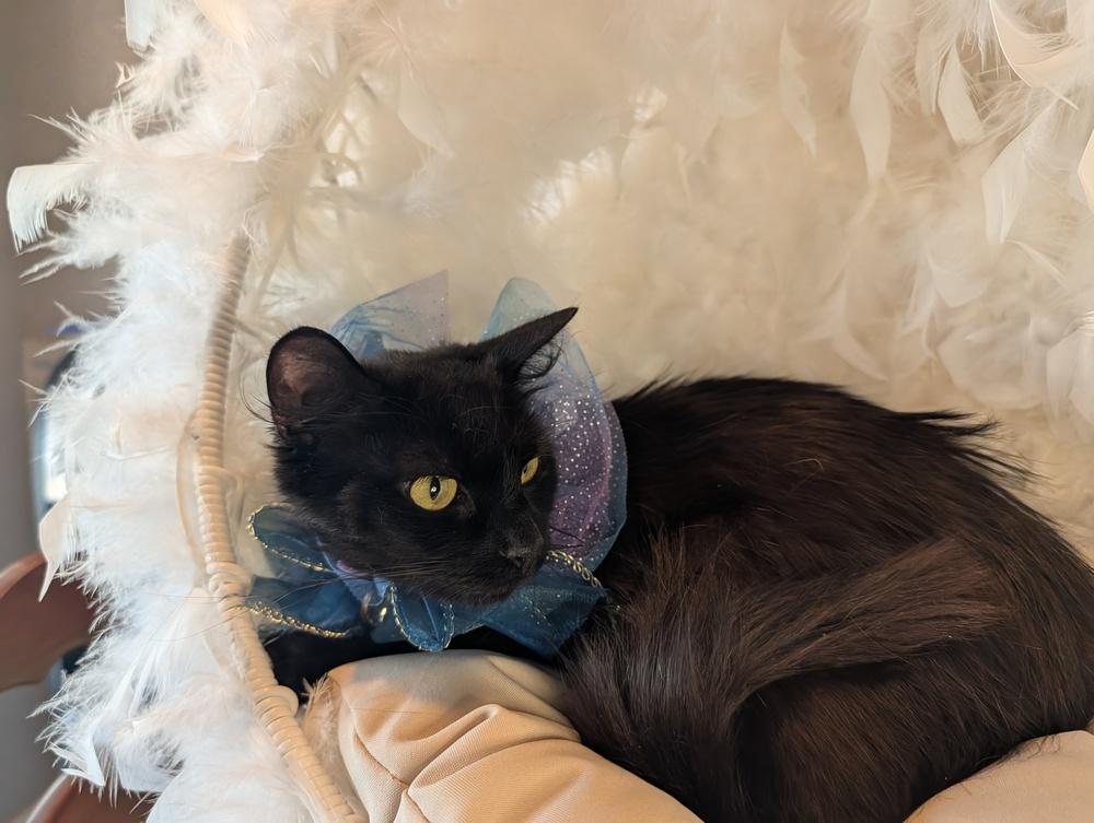 Enlarge Fluffy, a Adoptable Domestic Long Hair in Fremont, CA image 3/6