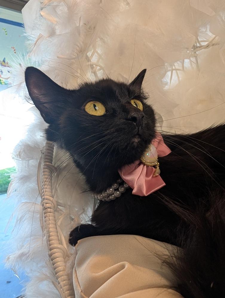 Enlarge Fluffy, a Adoptable Domestic Long Hair in Fremont, CA image 4/6