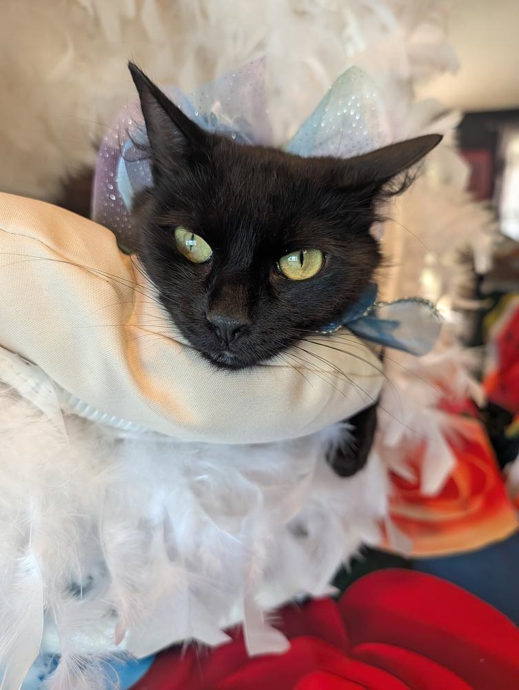 Enlarge Fluffy, a Adoptable Domestic Long Hair in Fremont, CA image 5/6