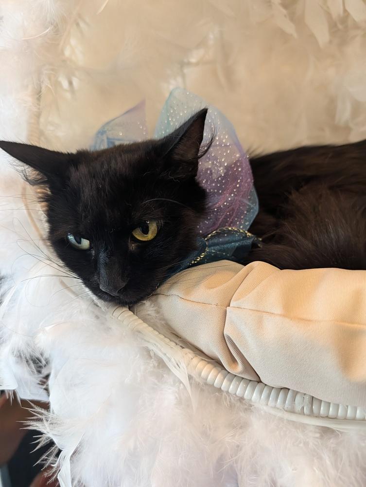 Enlarge Fluffy, a Adoptable Domestic Long Hair in Fremont, CA image 6/6