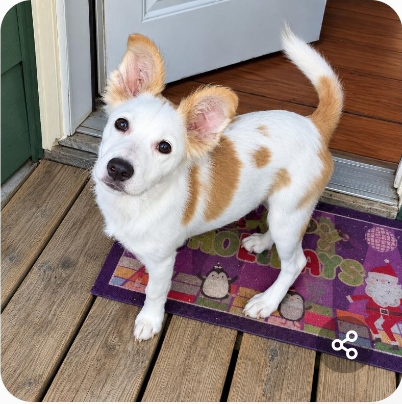 Lila, Adoptable, Puppy Female Border Collie.