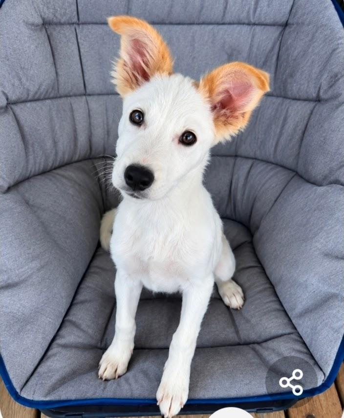 Enlarge Lila, a Adoptable mixed breed in Paramus, NJ image 2/3
