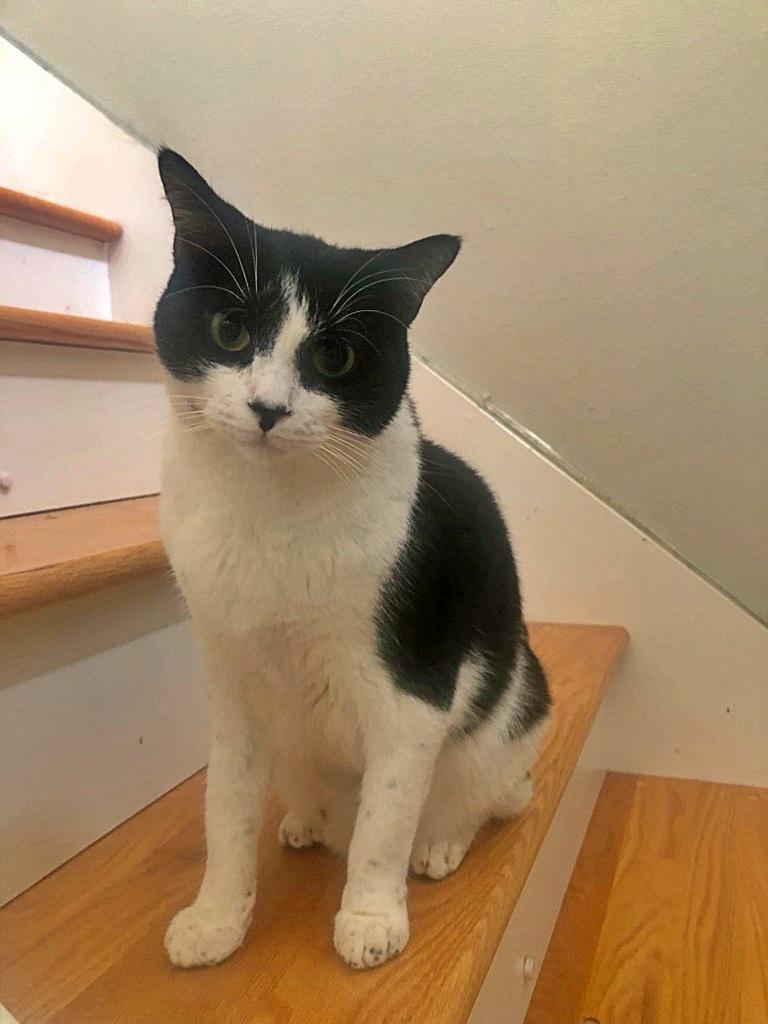 Felix Sylvester, Adoptable, Adult Male Domestic Short Hair.