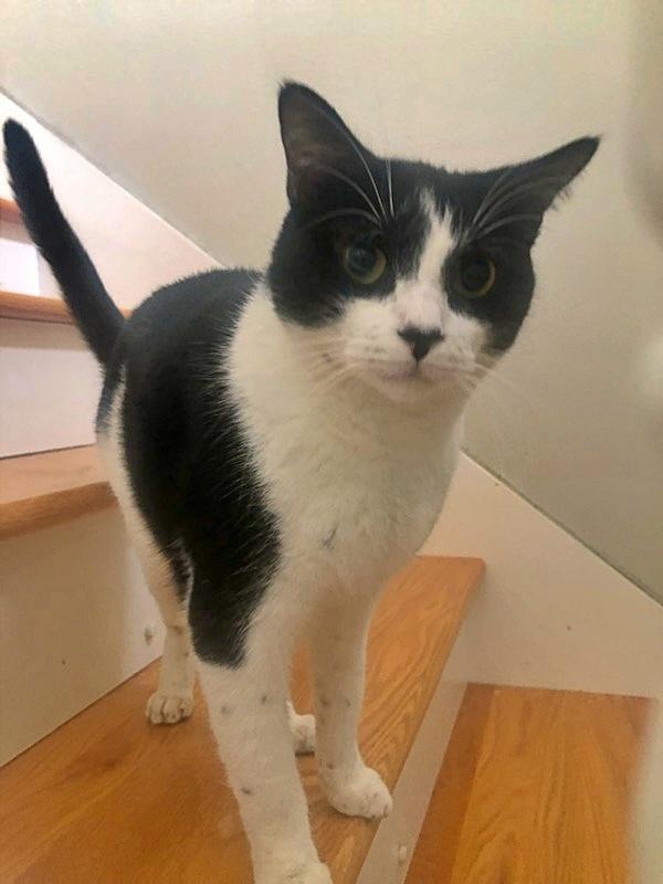 Felix Sylvester, a Adoptable Domestic Short Hair in Orange City, FL image 2/3