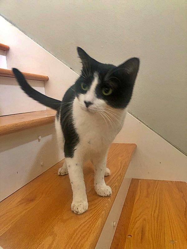 Felix Sylvester, a Adoptable Domestic Short Hair in Orange City, FL image 3/3