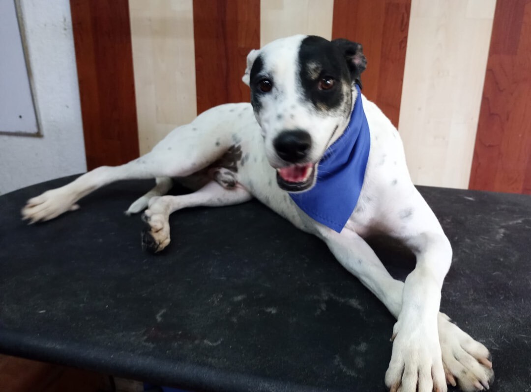 Enlarge Lucas , a Adoptable mixed breed in Valley Stream, NY image 2/6