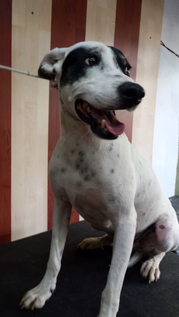 Enlarge Lucas , a Adoptable mixed breed in Valley Stream, NY image 3/6