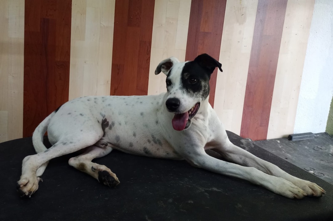 Enlarge Lucas , a Adoptable mixed breed in Valley Stream, NY image 5/6