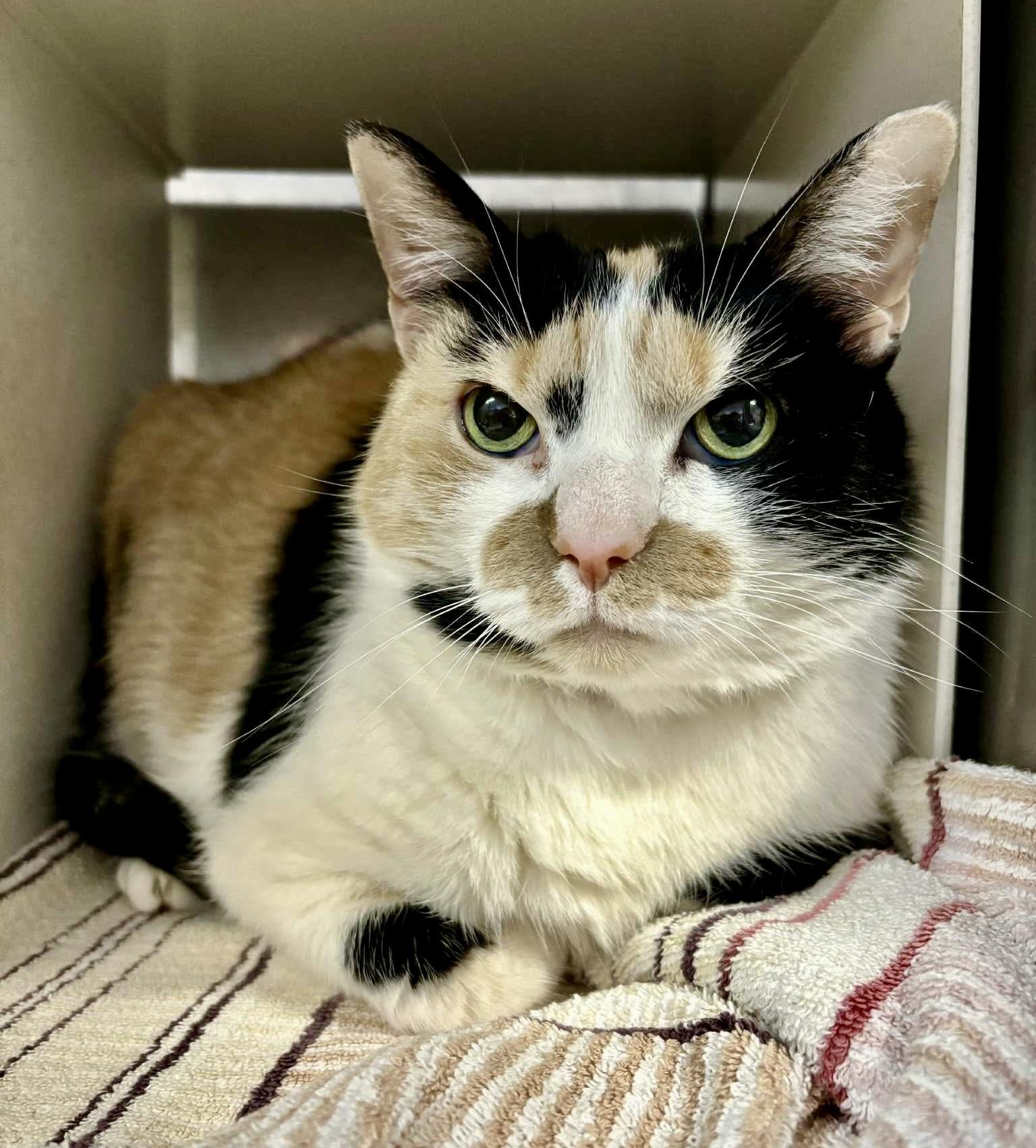 Enlarge Big Bertha, a ADOPTABLE Calico in Bethel, CT image 6/6