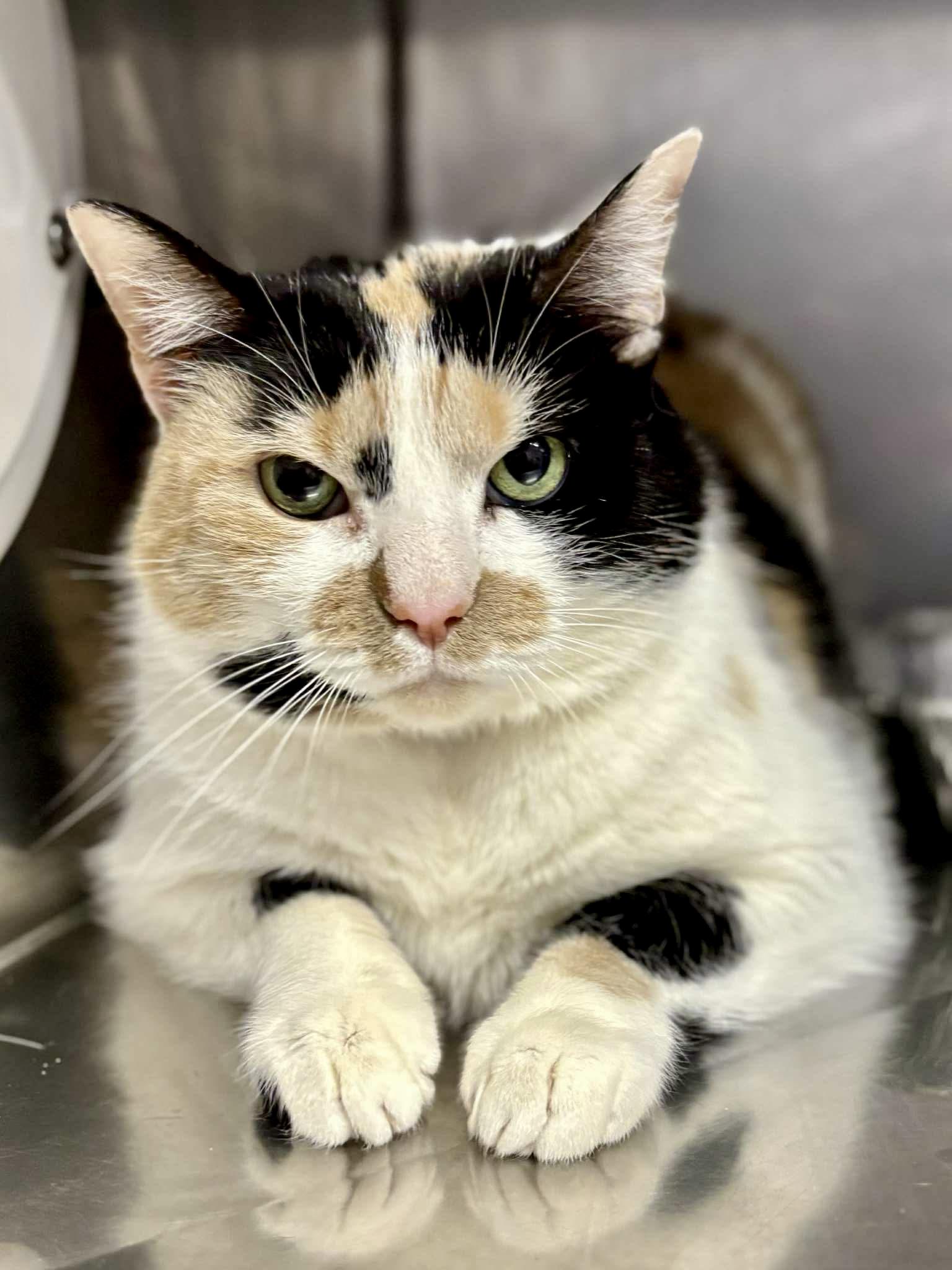 Enlarge Big Bertha, a ADOPTABLE Calico in Bethel, CT image 5/6