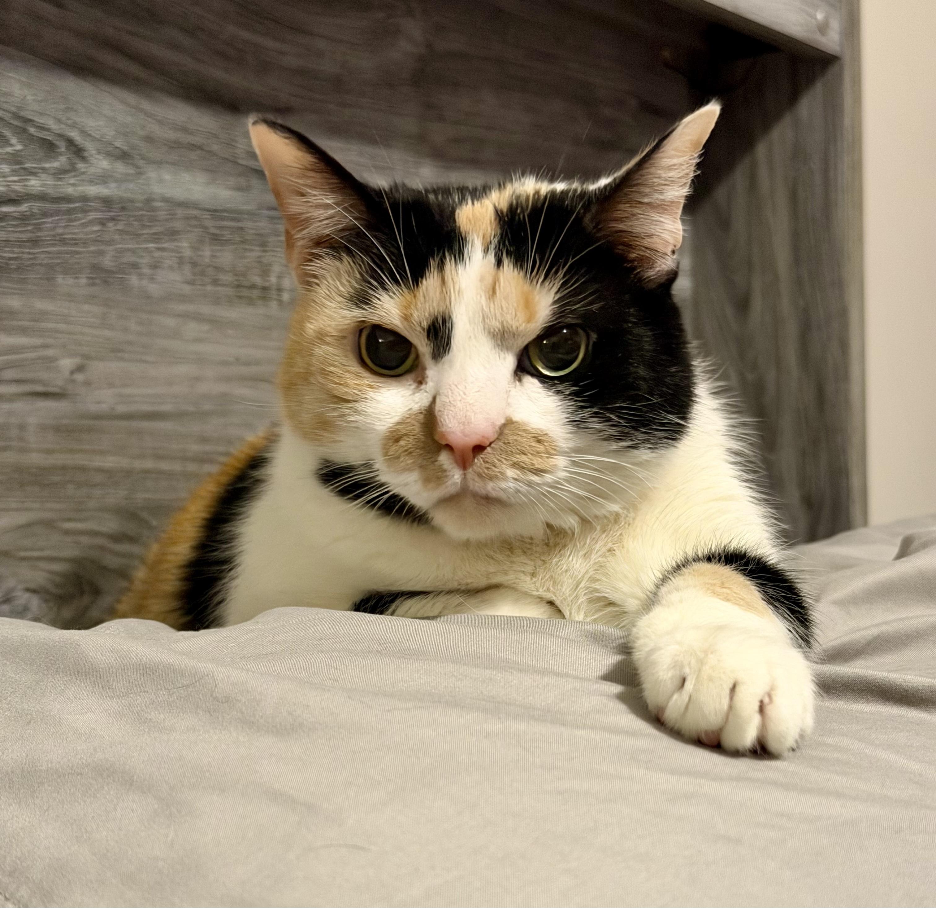 Enlarge Big Bertha, a ADOPTABLE Calico in Bethel, CT image 2/6