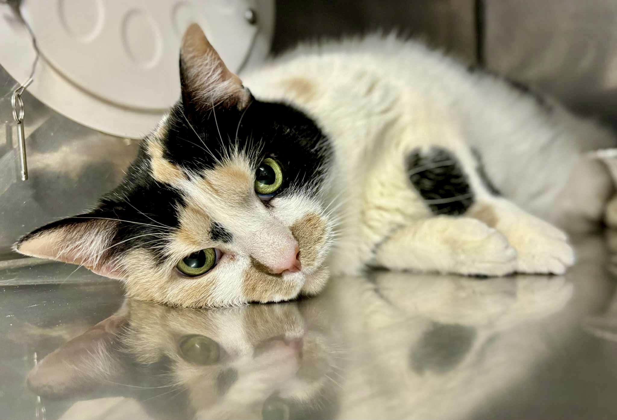 Enlarge Big Bertha, a ADOPTABLE Calico in Bethel, CT image 3/6