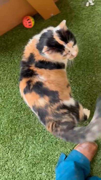 Enlarge Big Bertha, a ADOPTABLE Calico in Bethel, CT video 4/6