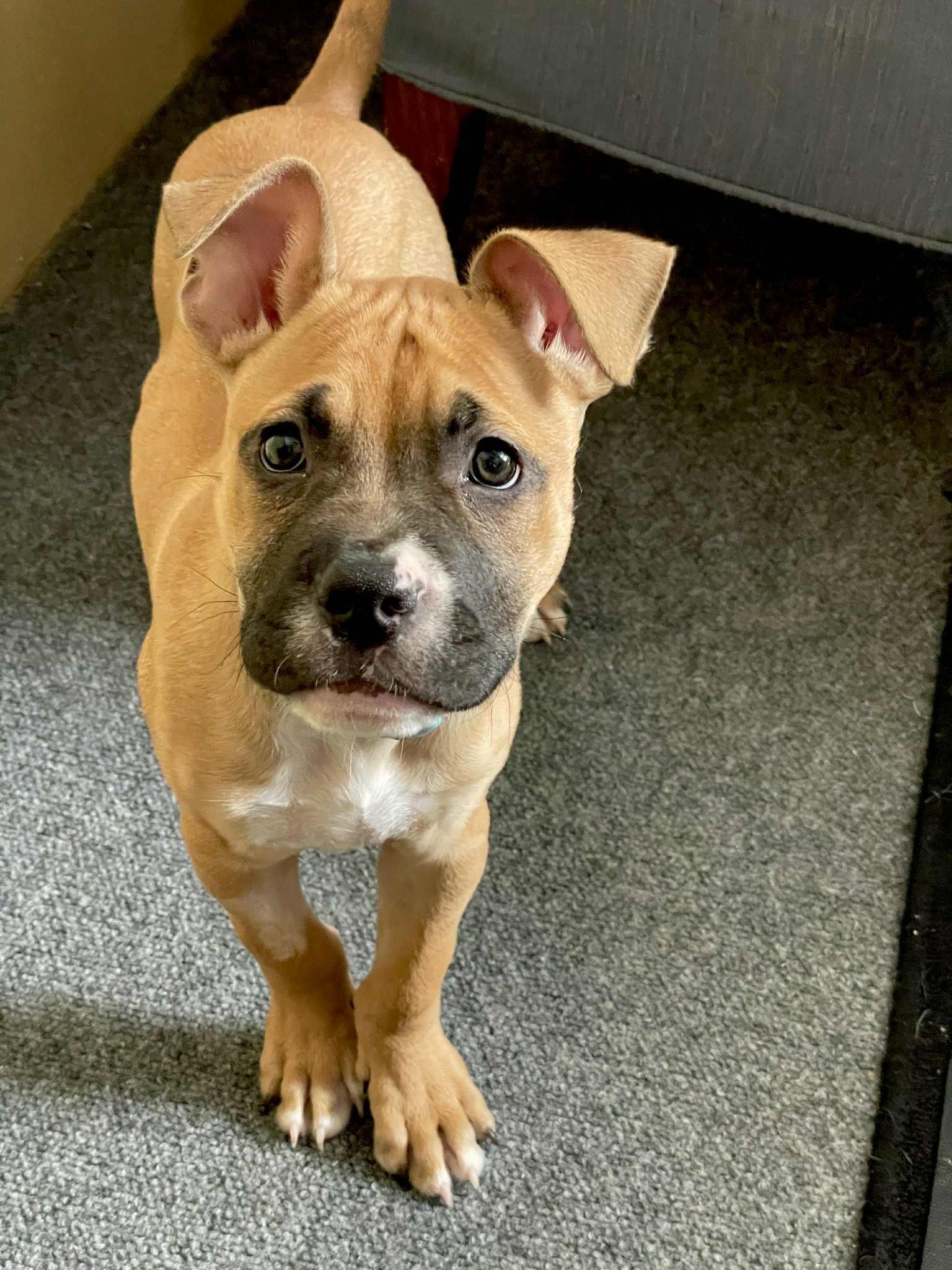 Bark Twain, adopted, Puppy Male Boxer.