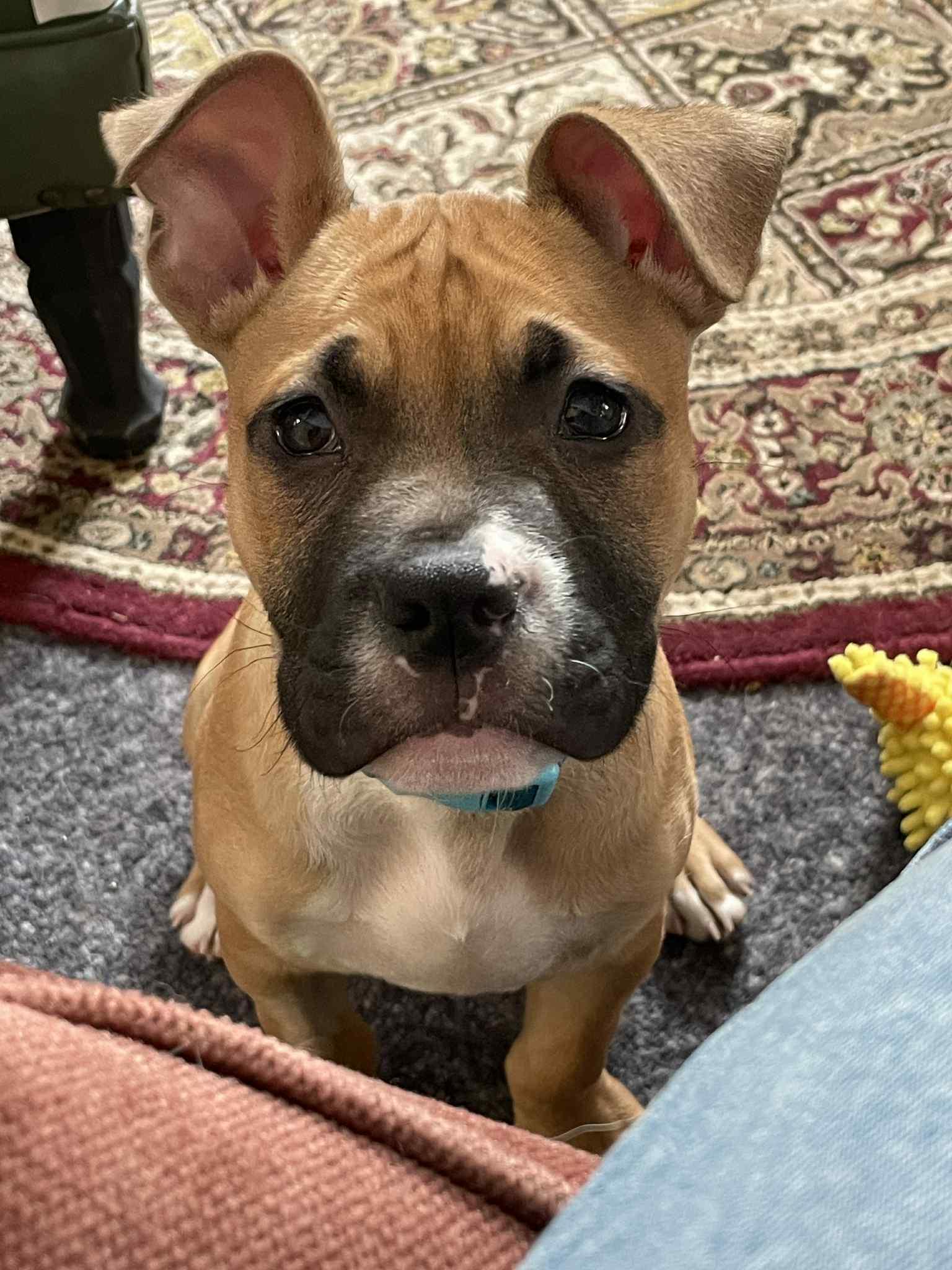 Enlarge Bark Twain, an adopted mixed breed in Berwick, ME image 2/2