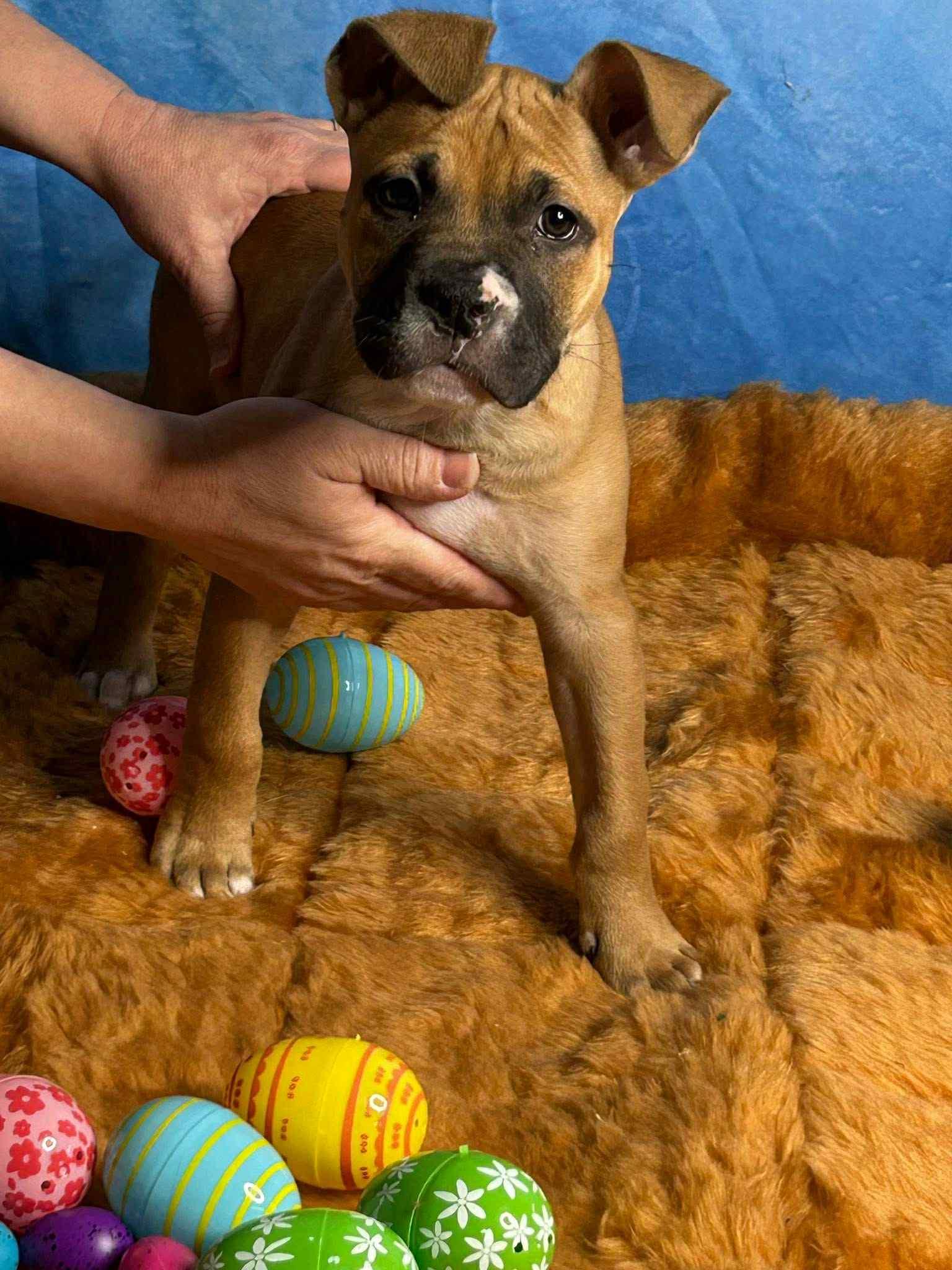 Enlarge Bark Twain, a ADOPTABLE mixed breed in Berwick, ME image 1/1