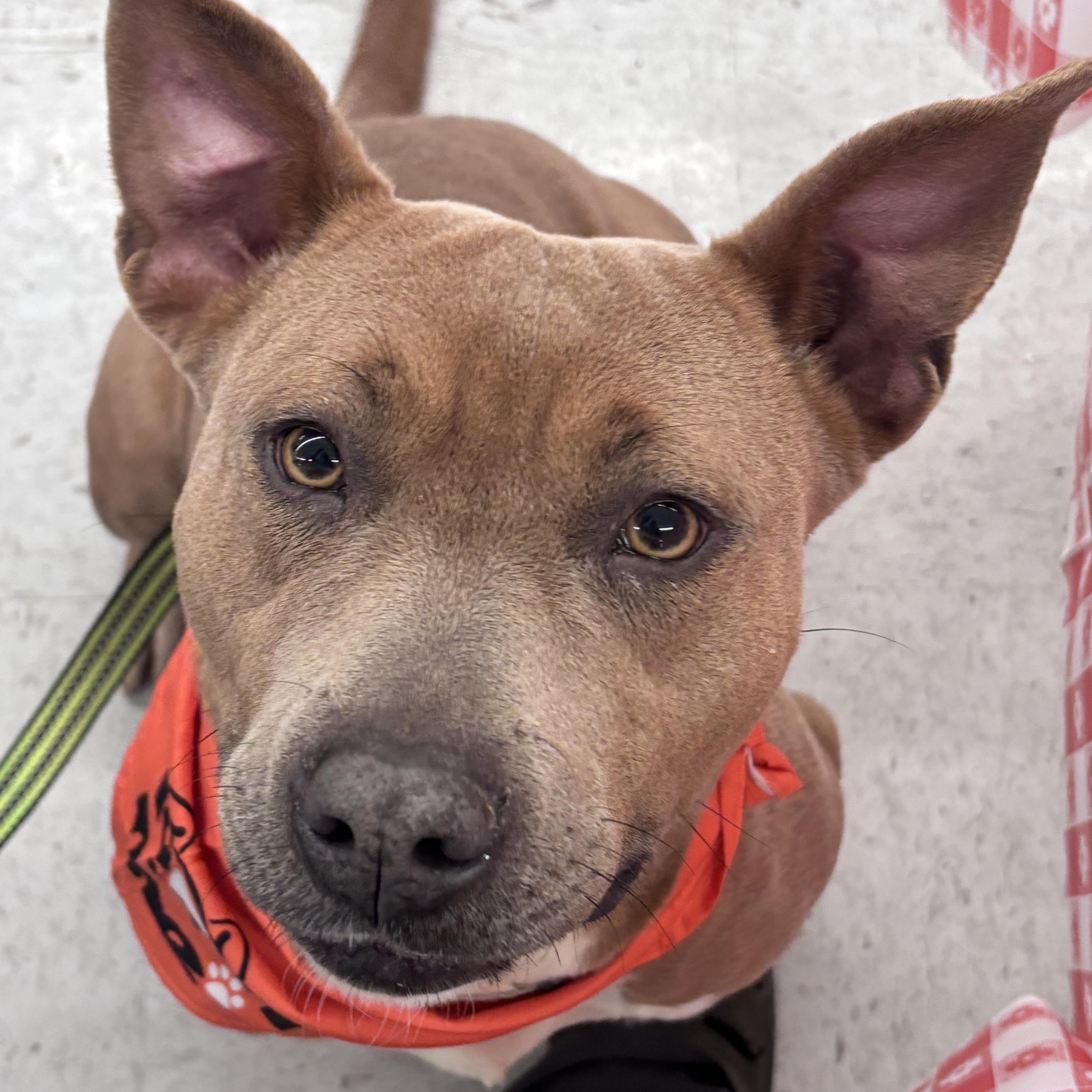 Enlarge Sophia, a Adoptable mixed breed in Washington, NC image 1/2