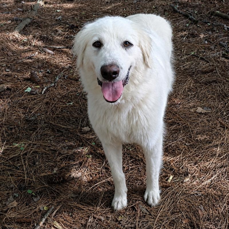 Reba W., a ADOPTABLE Great Pyrenees in Atlanta, GA image 4/5