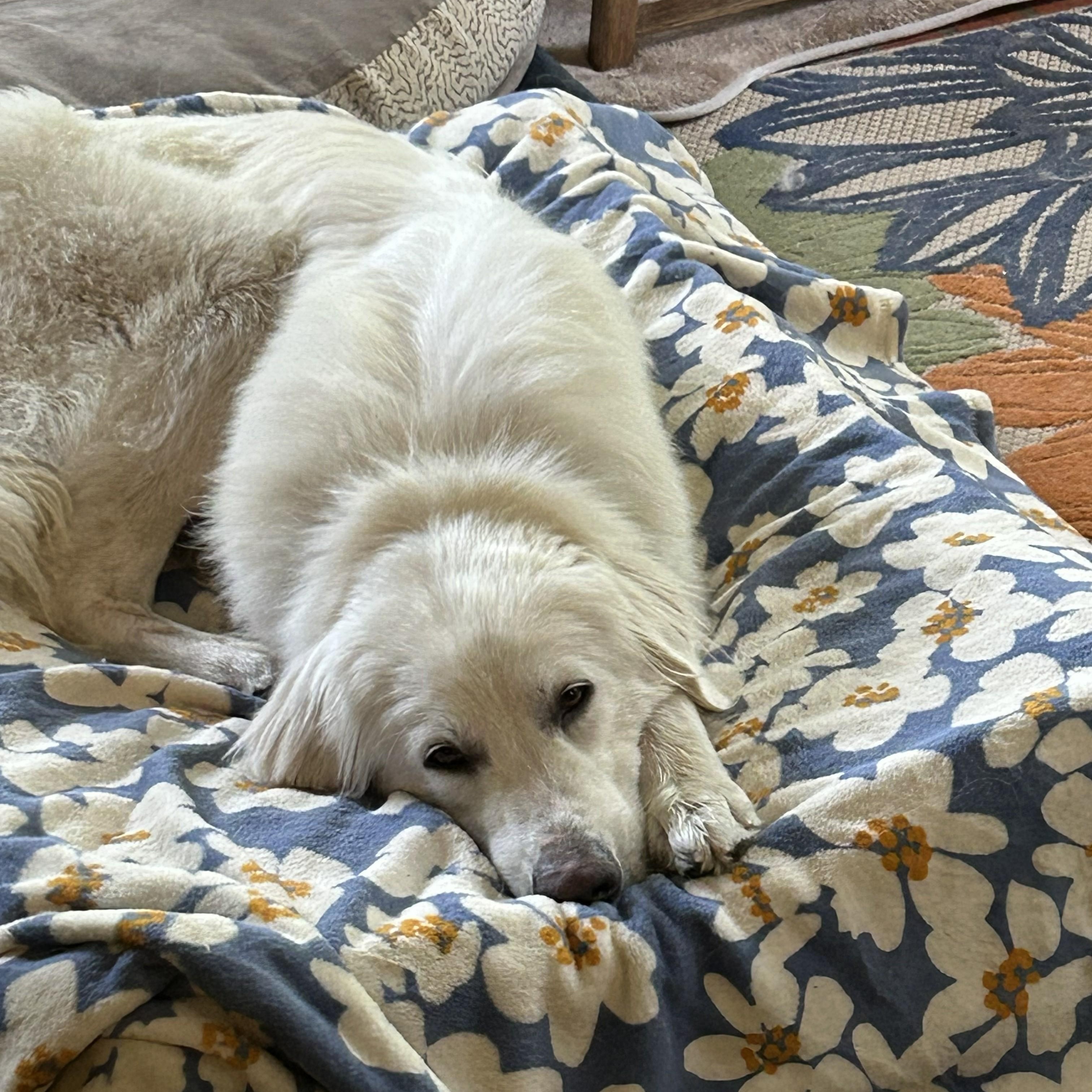 Reba W., a ADOPTABLE Great Pyrenees in Atlanta, GA image 3/5
