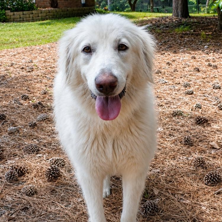 Reba W., a ADOPTABLE Great Pyrenees in Atlanta, GA image 2/5