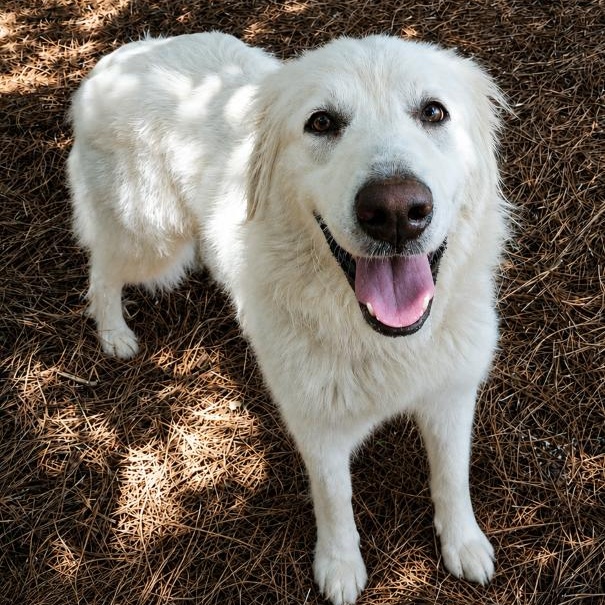 Reba W., a ADOPTABLE Great Pyrenees in Atlanta, GA image 5/5