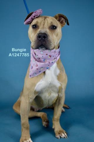 Bungie - URGENT AND AT RISK, adoptable, Young Female Pit Bull Terrier.