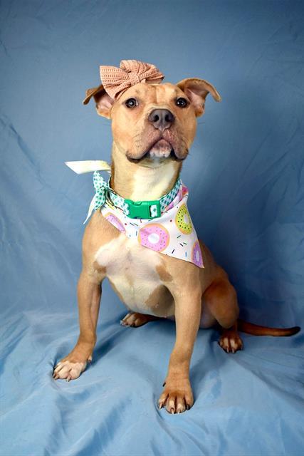Daisy (formerly Bungie) - In foster. Needs forever home., adoptable, Young Female Pit Bull Terrier.