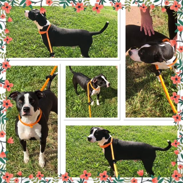 NOVA, Adoptable, Adult Female Pit Bull Terrier.