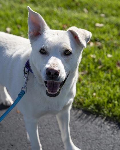 Enlarge Rexa, a Adoptable mixed breed in Pequot Lakes, MN image 1/3